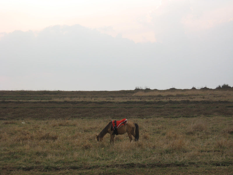 Canon Powershot A550