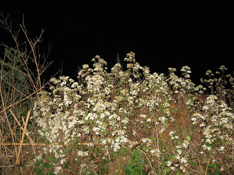 Canon Powershot A550