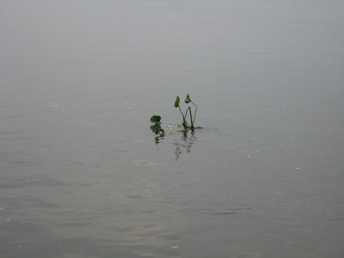 Canon Powershot A550