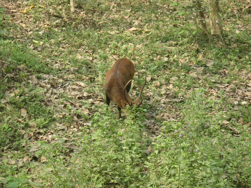 Canon Powershot A550