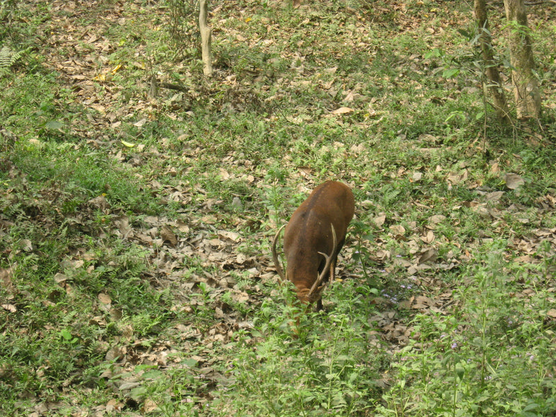 Canon Powershot A550